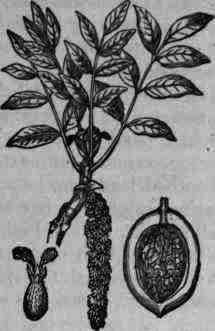 Fig. 81. Juglans: flowering branch; cross section of fruit.