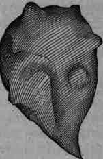 Fig. 84. Chinese nutgalls.