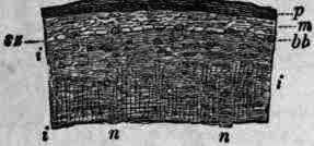 Fig. 86. Quercus alba: bark, cross section, magnified 10 diam.; p, cork; m, outer bark;i, inner bark; sz, group of stone cells; bb, bast fibre; n, longitudinal fibre.