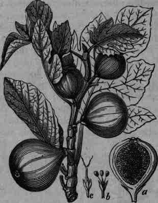 Fig. 91.   Ficus Carica: a, vertical section of fruit; b, staminate flower; c, pistillate flower.