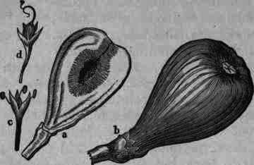 Fig. 92.   Ficus Carica: a, vertical section of common receptacle; b, ripened fruit; c, staminate flower; d, pistillate flower.
