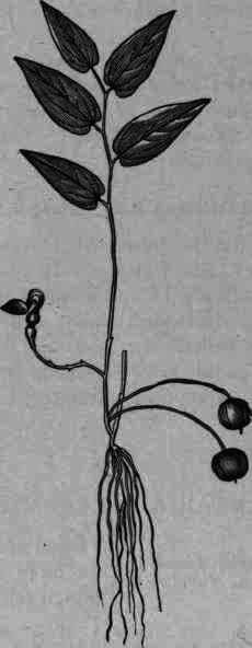 Fig. 95. Aristolochia Serpentaria.