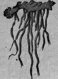 Fig. 96. Serpentaria: rhizome with roots.