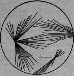 Figs. 390, 391. Cinchonidine sulphate with KSCy: microscopic crystals.
