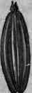 Foeniculum Fennel 600