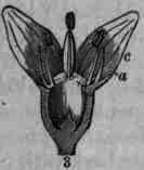 Frangula Frangula 528