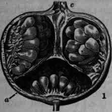 Granatum Pomegranate 563