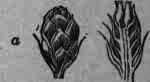 Juniperus Juniper 124