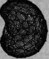 Opium Opium 351