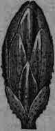 Santonica Santonica 820
