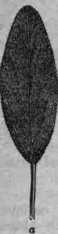 Thymus Thyme 685