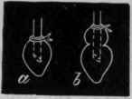 Fig. 103. Diagram to show the difference in the mode of experimenting with the heart and with the apex alone. In a the apex alone is attached to the cannula.
