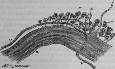Fig. 116. Part of the posterior cardiac nerve, highly magnified, showing the ganglia.1