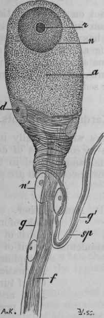 Fig. 117. Spiral ganglion cell from the pneumogastric of the frog. This figure is not taken from the cells in the cardiac nerves, as in them the connection between the spiral and straight fibres has not been clearly made out, but it is probable that these cells have a structure similar to the one figured (Ranvier, op.