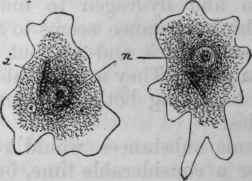 Fig. 13.   An amoeba figured at two different periods during movement. n, nucleus; i, ingested bacillus