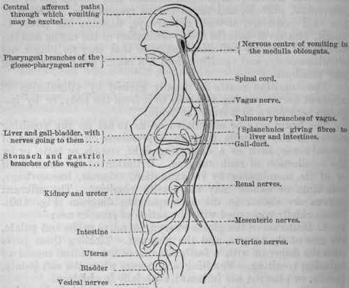 Fig. 130. Diagram showing the afferent nerves by which the vomiting centre may be excited to and may be excreted by the gastric mucous membrane.