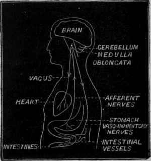 Fig. 141. Diagram to show the nervous mechanism by which the action of the heart may be depressed by irritation of the stomach. The reflex irritation of the vagus may render the heart's action simply weak, or slow and weak (vide p.