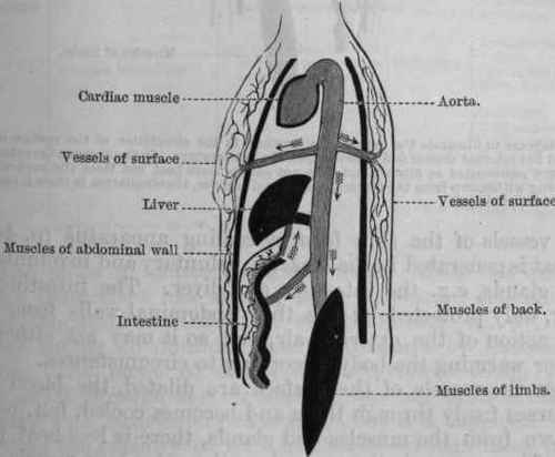 Fig. 145.   Diagram to illustrate the action of alterations in the circulation of the surface of the body and the internal organs and muscles upon temperature.