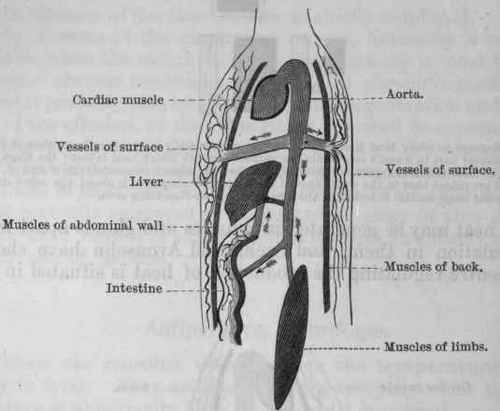 Fig. 146.   Diagram to illustrate the action of alterations in the circulation of the surface of the body and the internal organs and muscles upon the temperature.