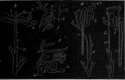 Fig. 147. Diagram showing the form of the urinary tubules in different classes of animals, after Hufner. 1. Pish. 2. Frog. 3. Tortoise. 4. Bird. 5. Mammal.