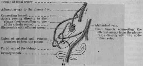 Fig. 148. Diagram of the circulation in the kidney of the newt. Modified from Nussbaum.