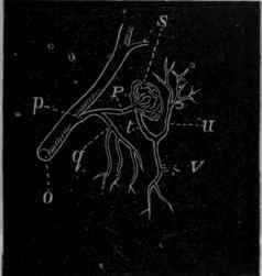 Fig. 149. Diagrammatic sketch of the blood vessels in a mammalian kidney. 0 is an artery ascending into the cortical substance of the kidney; p is a branch from it which divides into two branches, q and P.