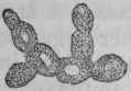 Fig. 15. Blastomycetes, or Yeasts