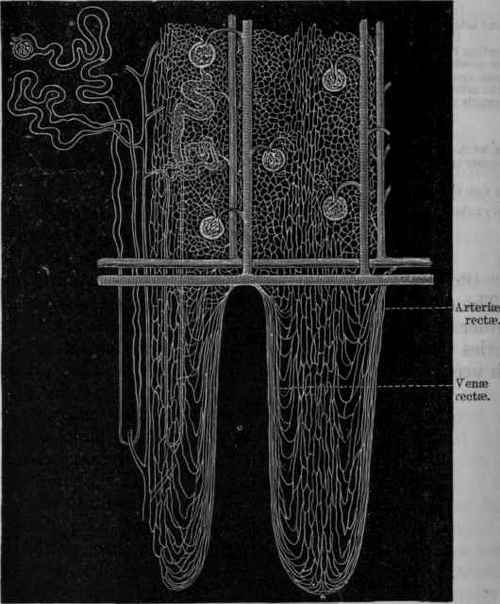 Fig. 150. Diagram of the tubules and vascular supply of the kidney. On the left is a tubule alone; in the middle is a tubule along with the blood vessels; on the right are blood vessels only.