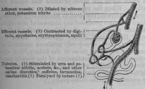 Fig. 152. Diagram to show the parts of the secreting apparatus of the kidney which are probably affected by different diuretics.