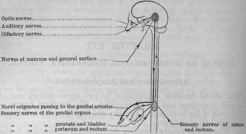 Fig. 154. Diagram to illustrate the action of aphrodisiacs and anaphrodisiacs. The darkly shaded spot indicates the genital centre in the brain, and the lighter spot the spinal centre in the lumbar portion of the cord.
