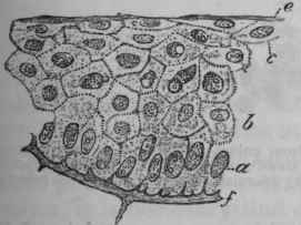 Fig. 169.   Vertical section of the healthy epidermis of a frog, a, Columnar layer of cells. b, Malpighian layer, c, Intermediate layer. e, Corneous layer.