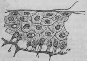 Fig. 170.   Vertical section of epidermis from a frog poisoned by arsenic. 6, vacuole in the softened protoplasm of the columnar layer of cells. At a the protoplasm is more softened and the vacuoles enlarged so that the cells are attached to the dermis only by threads of protoplasm.