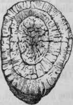Fig. 178. Calumba, half the natural size.