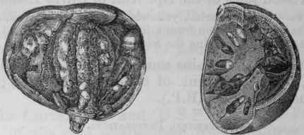 Fig. 186. Bael, half the natural size.