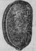 Fig. 188.   Calabar Bean, half the natural size.