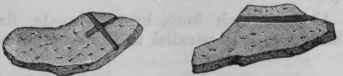 Fig. 194.   Elaterium.