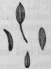Fig. 196.   Fennel.