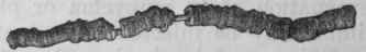 Fig. 203.   Ipecacuanha, two thirds the natural size.