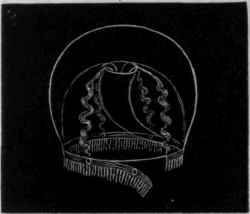 Fig. 31. Diagram of a medusa (tiaropsis), about one third natural size, with a strip of contractile of two kinds they may occur separately or together.