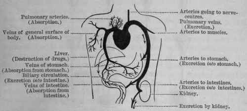 Fig. 5. Diagram to illustrate absorption and excretion