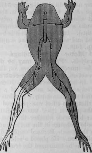 Fig. 54. Diagram of the mode of experimenting on motor and sensory nerves in the frog. The shaded part shows where the poison has been carried by the circulation.