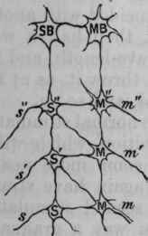 Fig. 65. Diagram to illustrate inhibition in the spinal cord. s, s', and s