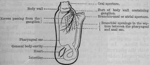 Fig. 77. Diagram of an Ascidian.