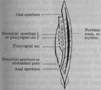 Fig. 78. Diagram of Amphioxus. The water enters the oral aperture, passes through the openings in the pharyngeal sac into another cavity, whence it escapes by the abdominal pore.