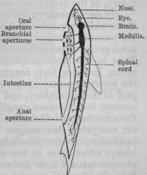 Fig. 79. Diagram of fish.