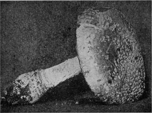 Fig. 56.