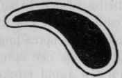 Right Ear