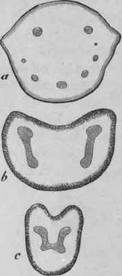 FIG. 215. a, transverse section of base of petiole of Aspidium Filix mas. b, transverse section of petiole of A. Filix foemina; c, the same just below the lamina. Slightly magnified. (Luerssen.)
