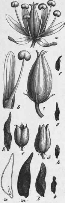 Fig. 101. Cevadilla seed. a, flower, magnified. 6, stamen, magnified. c, fruit, magnified. d, e, fruit after dehiscence, natural size. f, g, h, i, seeds, natural size; k, l, m, enlarged; n, cut longitudinally. (Luer ssen.)