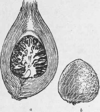 Fig. 102.   Areca nut. a, vertical section of the fruit and seed, showing fibrous pericarp of the former and ruminate albumen of the latter. b, entire seed, natural size. (Bentley and Trimen.)